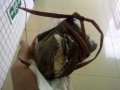 学校发粽子